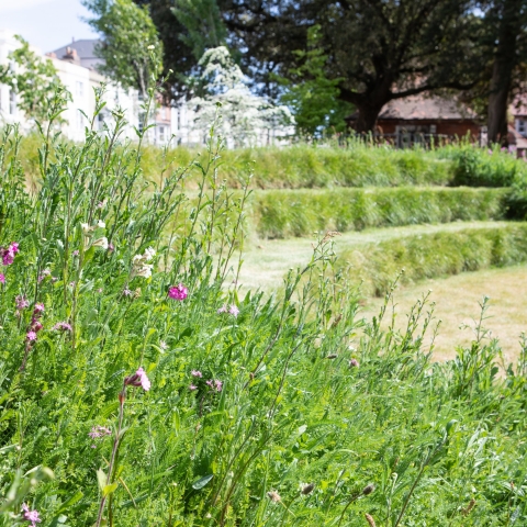 Wildflower amphitheatre in Ravelin Park