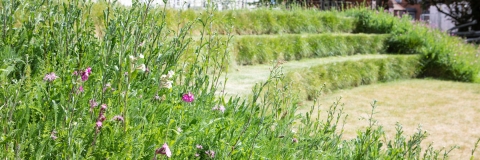 Wildflower amphitheatre in Ravelin Park